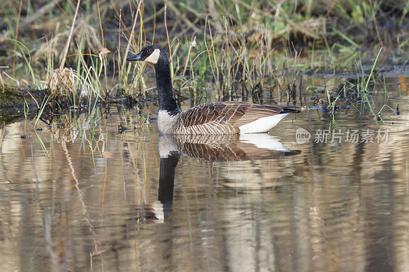 加拿大鹅(Branta canadensis)和反思